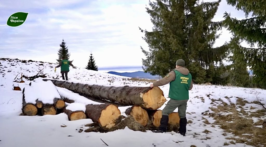 Оформив акт на державний ліс та вирубав його: безпека  ДП “Ліси України” виявила масштабну незаконну рубку  у буковинських Карпатах.
