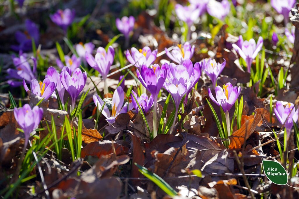 Весна у Карпатах заявила про свої права: у «Березинці» розпочався шафрановий сезон
