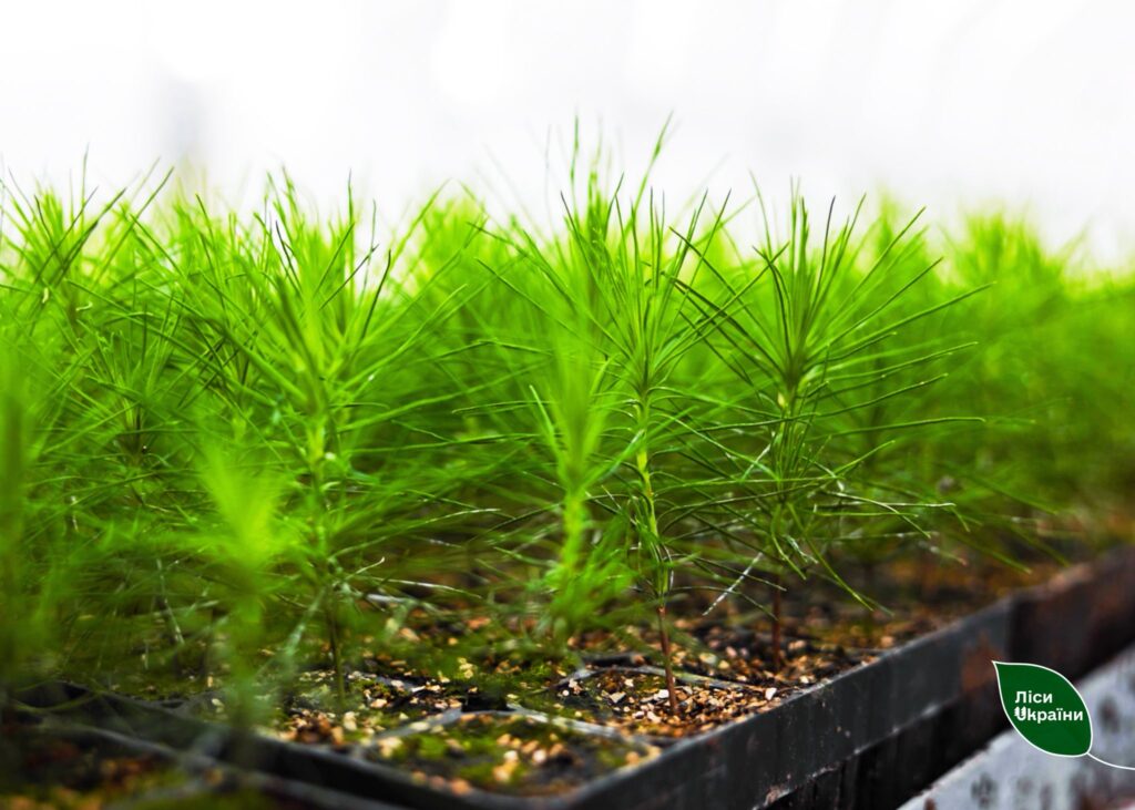 During the spring forest regeneration campaign, 6.4 million container-grown seedlings are planned to be planted