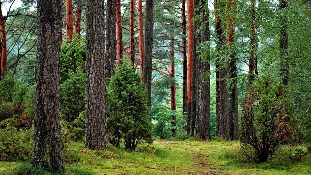 Міфи про лісову галузь: аналізуємо найпоширеніші упередження
