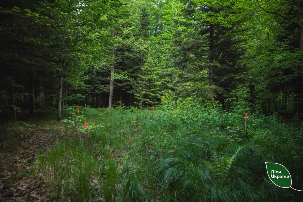 Наближене до природи лісівництво: стратегічний вибір, євроінтеграційний крок та відповідь на кліматичні зміни