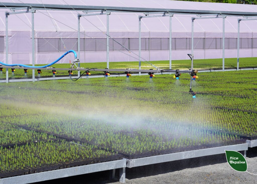 У лісонасіннєвих центрах ДП “Ліси України” вже висіяно 3 млн сіянців із закритою кореневою системою