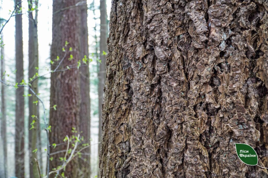Справжній гігант Карпат!