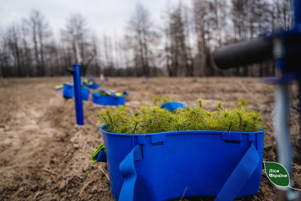 Весняна лісокультурна кампанія 2026: ДП “Ліси України” висаджено більше половини від запланованих обсягів