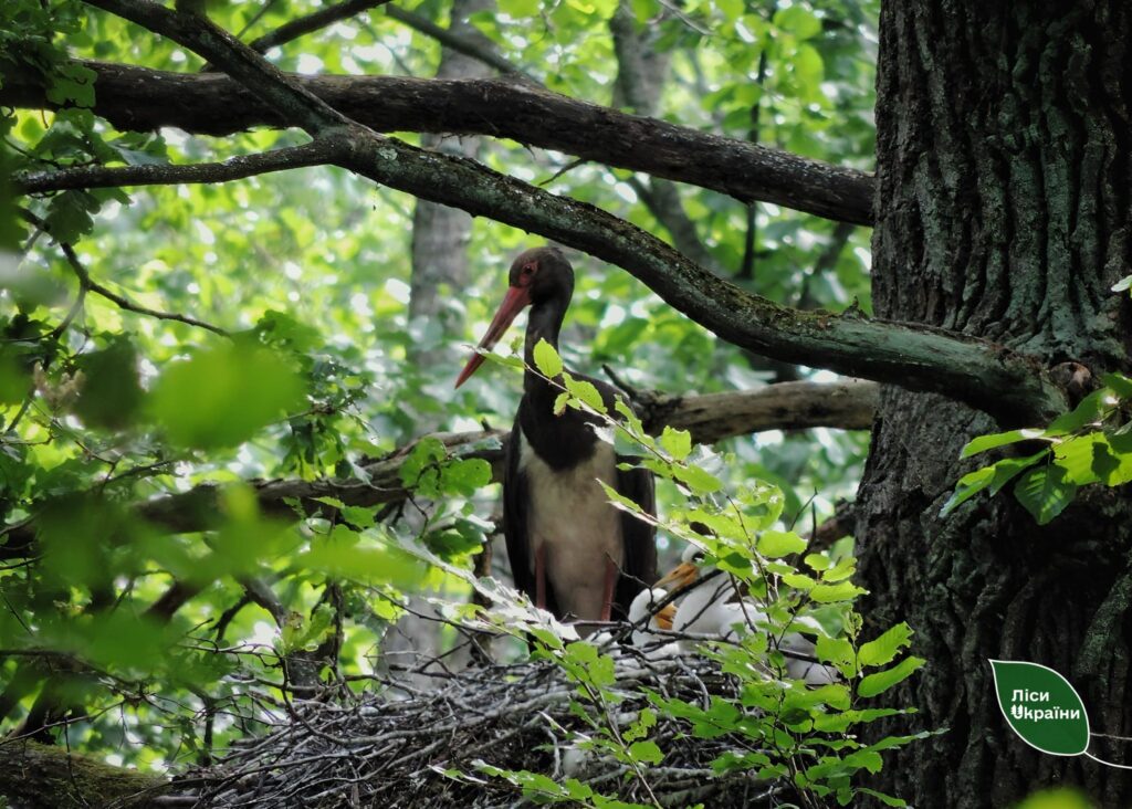 На Київщині лісівники розпочали роботи з моніторингу гніздувань червонокнижних птахів