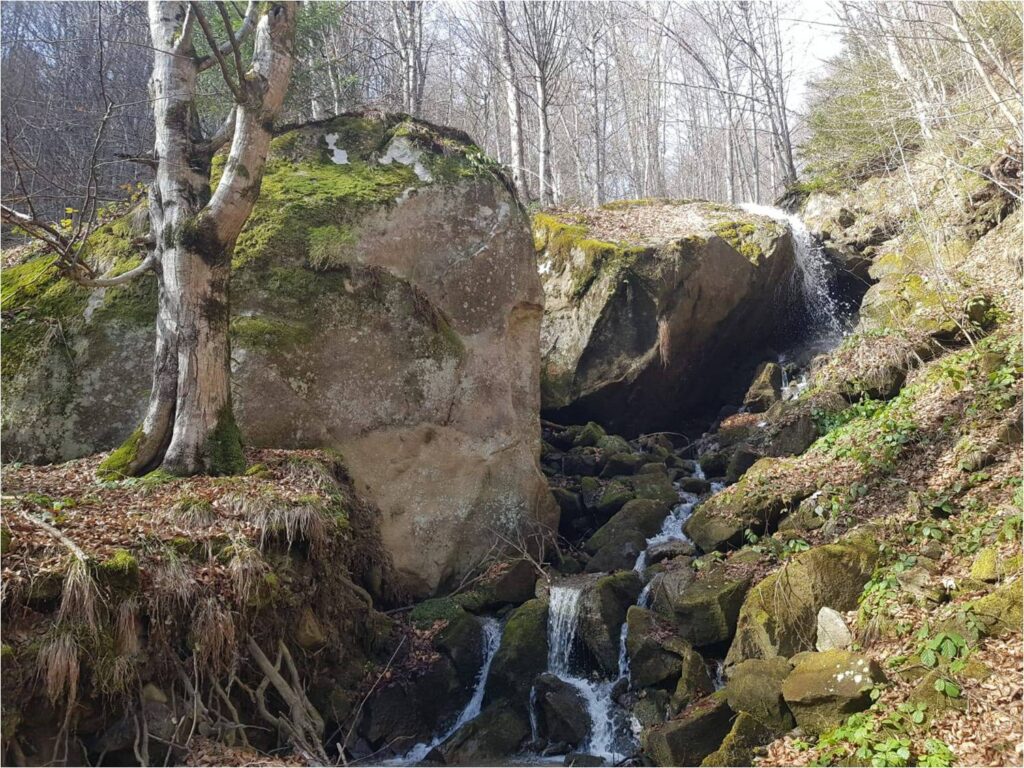 Учениця Пістинського шкільного лісництва стала переможницею молодіжного фотоконкурсу, який ДП «Ліси України» провело спільно з Товариством лісівників
