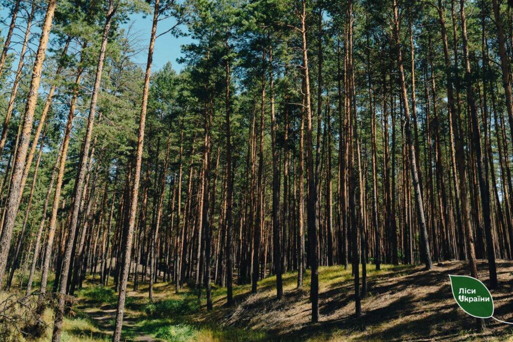 Формуємо здорові та стійкі ліси: триває сезон рубок догляду!