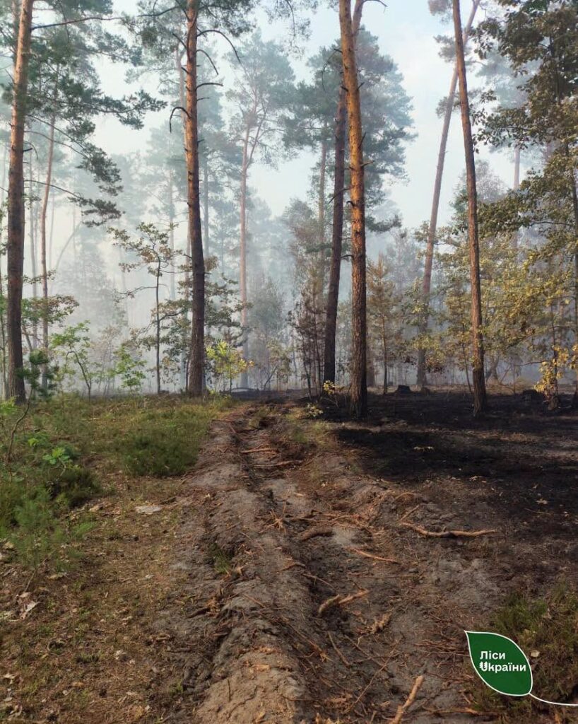 Спекотні дні та надзвичайна пожежна небезпека: на Львівщині пошкоджено 10 гектарів лісу