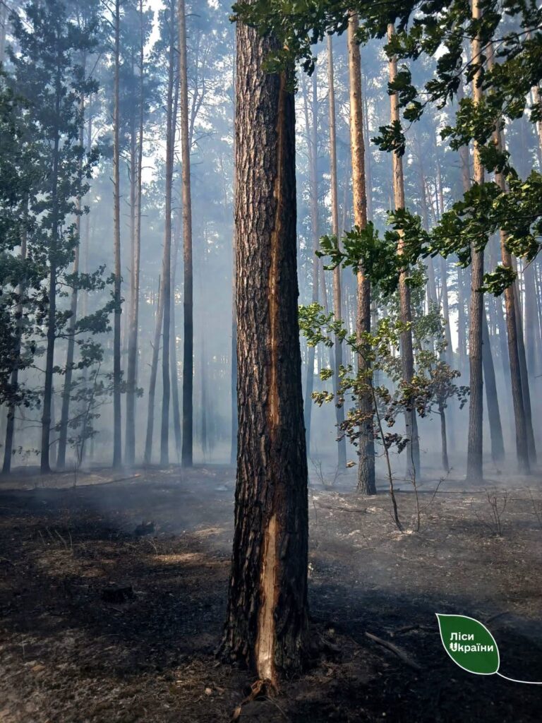 Блискавки, замикання електромереж: лісові пожежі у спеку виникають з багатьох причин, але всі загоряння вдається оперативно ліквідувати