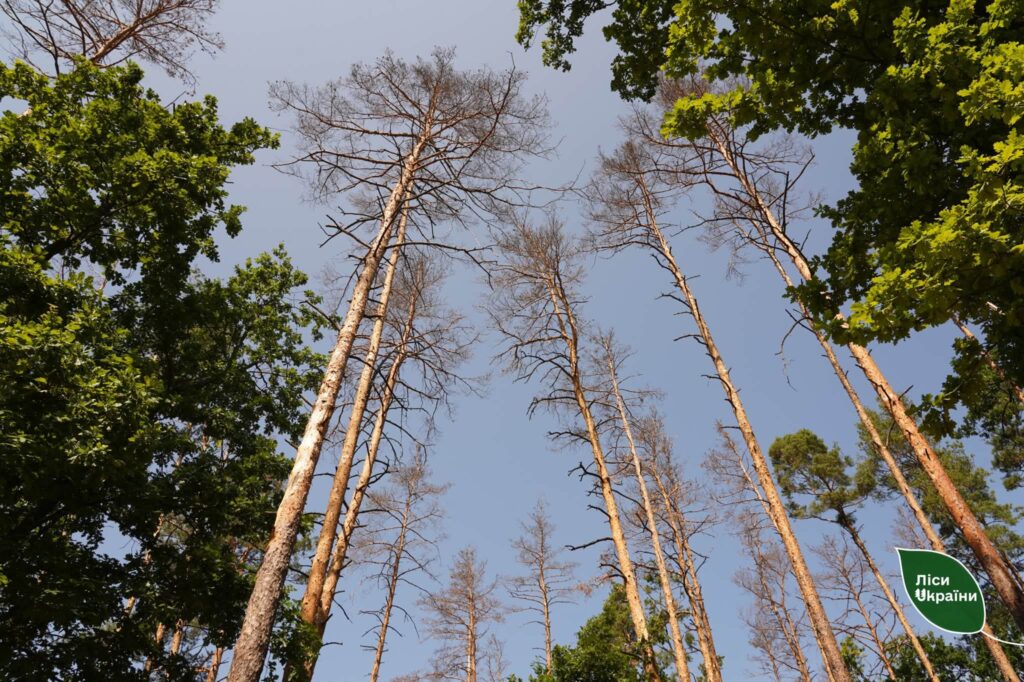17,7 тис. га уражених насаджень: ДП «Ліси України» рятує хвойні ліси Черкащини від всихання