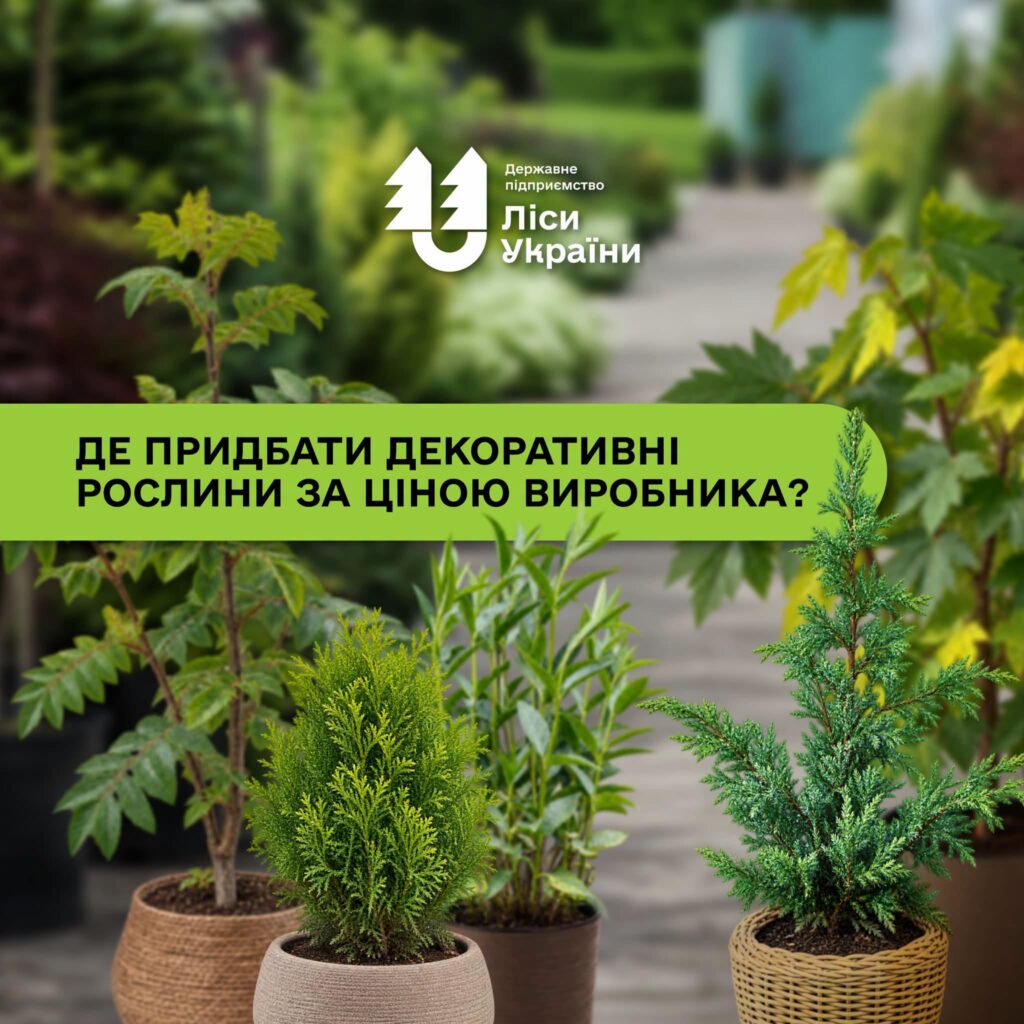 ДП «Ліси України» реалізує декоративний садивний матеріал: широкий вибір рослин за доступними цінами